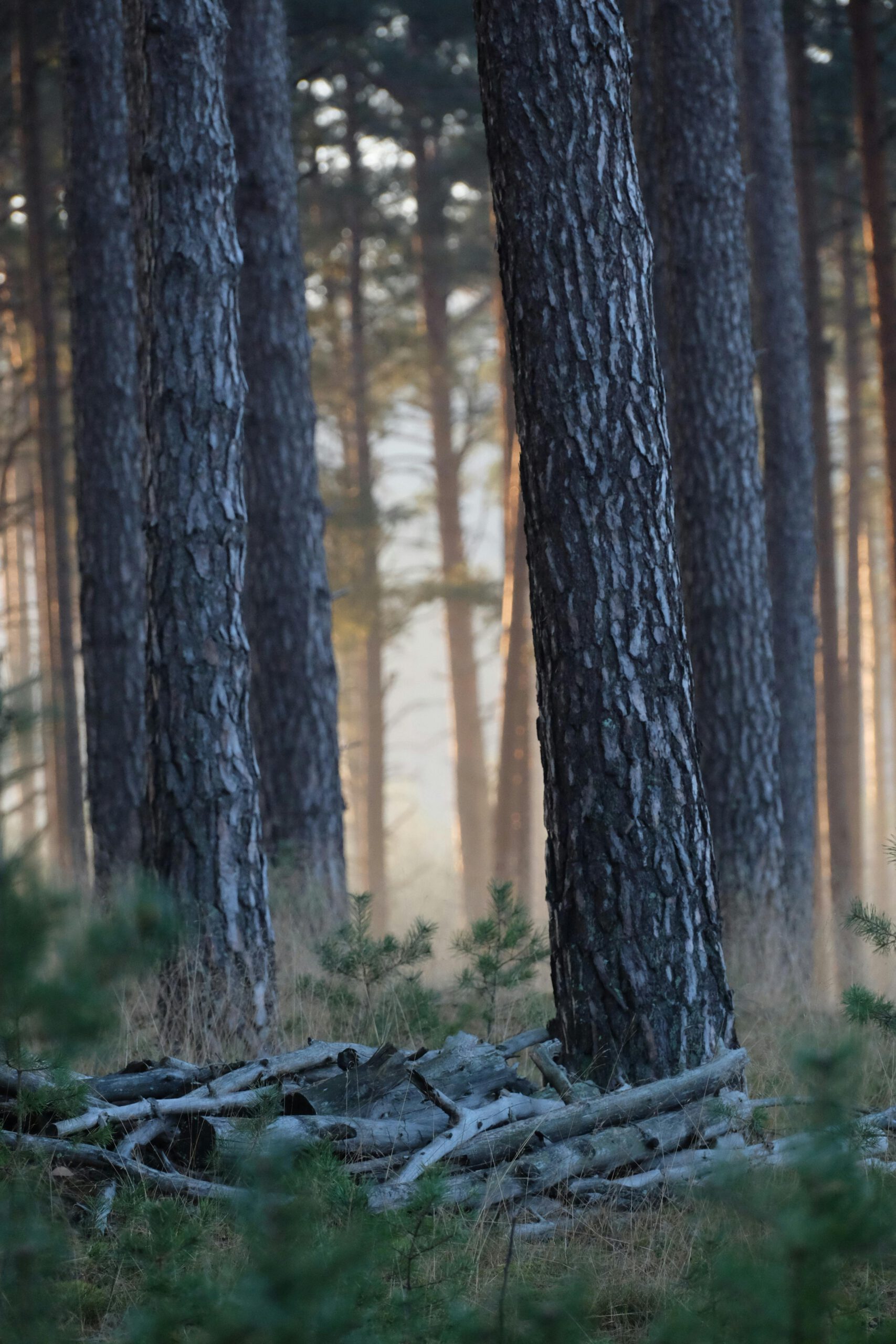 Natur- und Achtsamkeitstrainerin